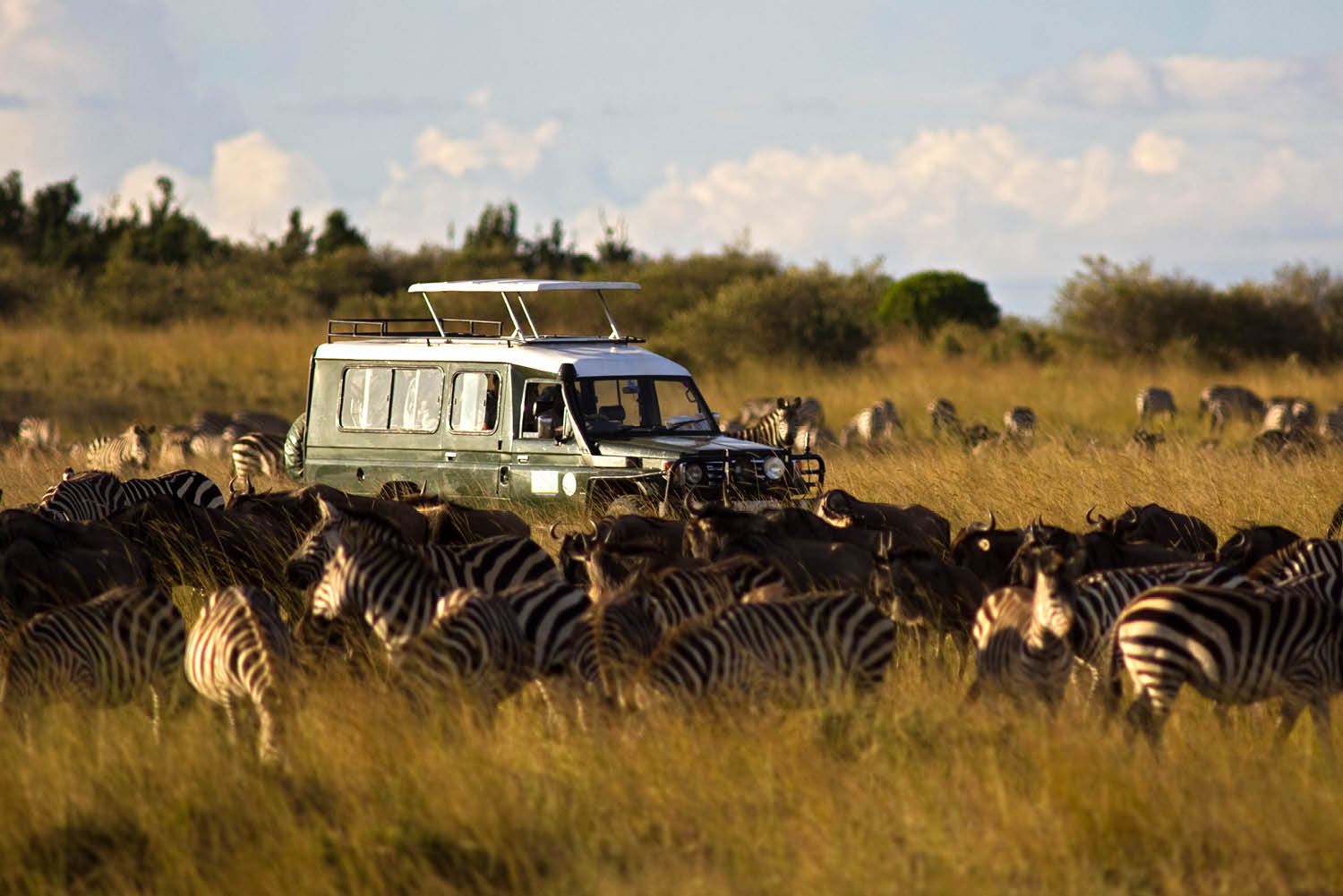 safari tour